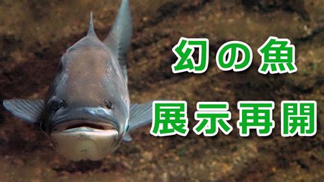 混養|青魚倶楽部：中国四大家魚ｽﾄｰﾘｰ